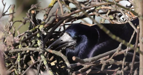 Rook grabs twigs, close-up, 4K slomo Stock Footage 256162372