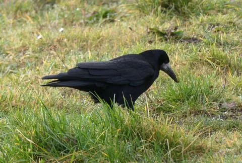A rook in the grass Stock Photos