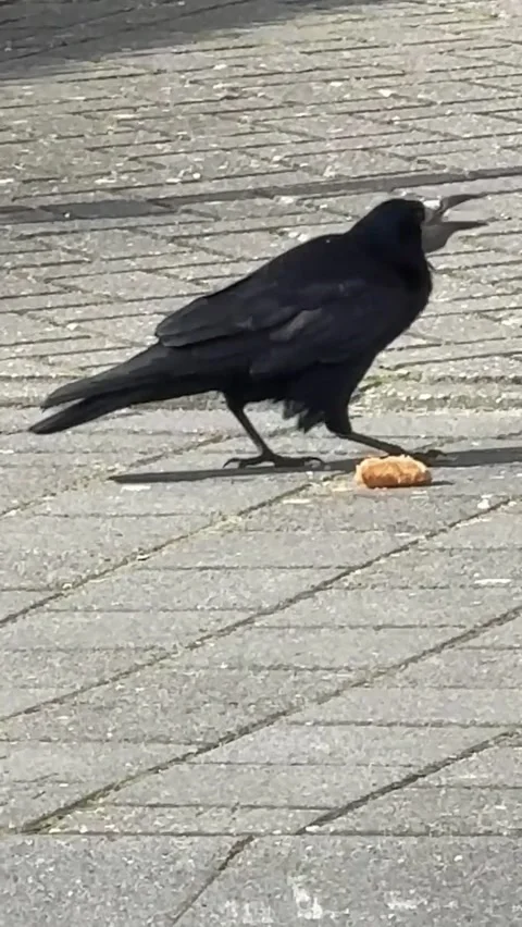 A rook has found something to eat on the pavement Stock Footage 272742662