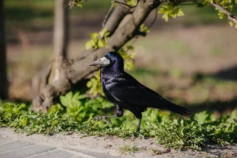 Rook on a meadow Stock Photos