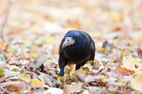 Rook in the park Stock Photos