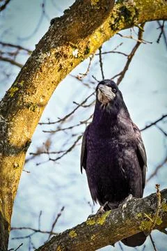 Rook perched on branch Stock Photos