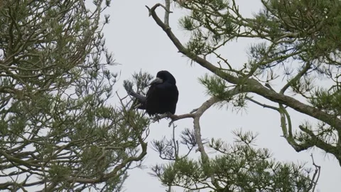 Rook Perched on Pine Tree Stock Footage 267184368