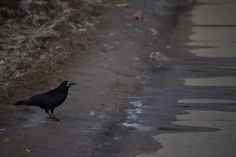 The rook Stock Photos