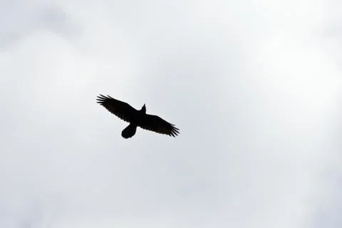 Rook Stock Photos