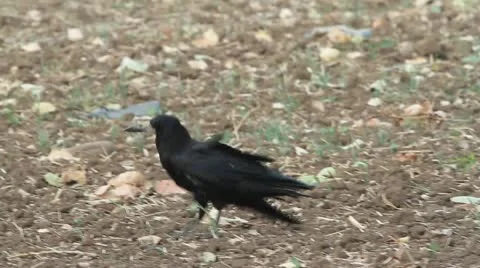 Rook on a plowed field in autumn Stock Footage