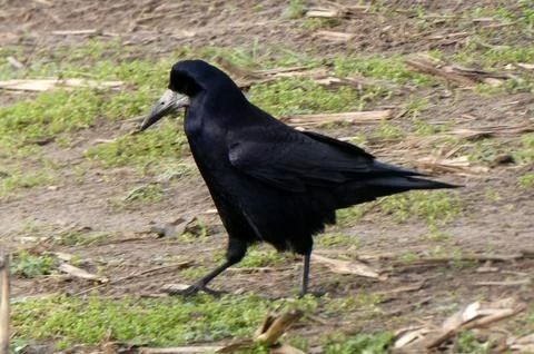 A rook portrait Stock Photos