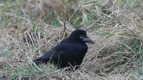 A rook resting on the ground Stock Footage 12314232