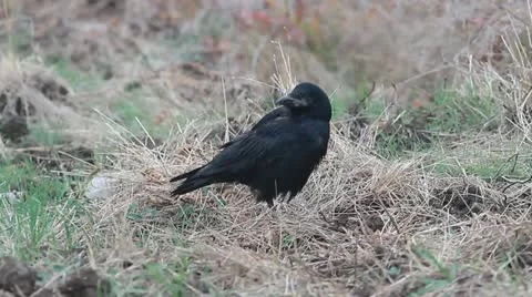 A rook resting on the ground Stock Footage 12314740