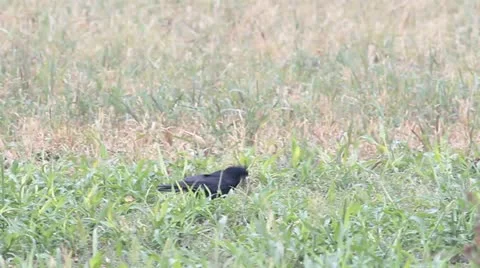 A rook resting on the ground Stock Footage 12314916