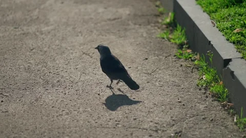 Rook on sidewalk on spring day. Wild bird concept. Stock Footage 278527907