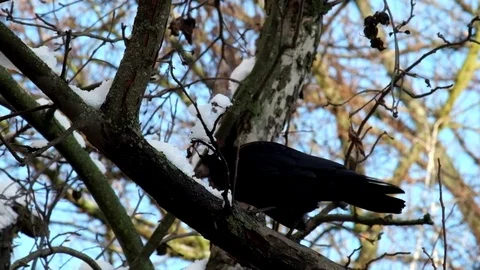 Rook sits on a branch and eats snow, and then flies away Stock Footage 83053637