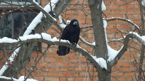 Rook sits on a branch during a snowfall and is indignant 스톡 동영상 86109462