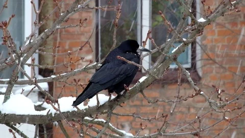 Rook sits on a branch during a snowfall and looks around Stock Footage 86109479