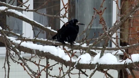 Rook sits on a branch during a snowfall and unexpectedly arrives another rook Stock Footage 86109598