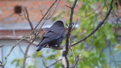 Rook sits on a nut branch under a shallow rain and wind (Corvus frugilegus) Stock Footage 81718720