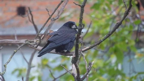 Rook sits on a nut branch under a shallow rain and wind and then flies away Stock Footage 81718754