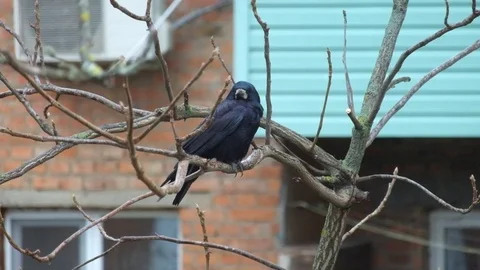 Rook sits on a nut branch under a shallow rain and wind and then flies away Stock Footage 81718756