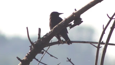 Rook sitting on the branch. Stock-Footage 70544430