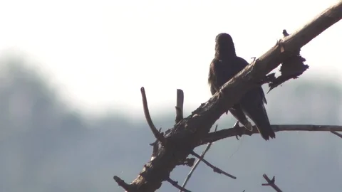 Rook sitting on the branch. Video stock 70544751