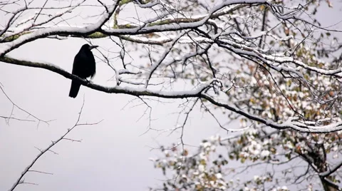 Rook is sitting on snow covered tree branch, eating the snow and cleaning itself 库存影片 55817557