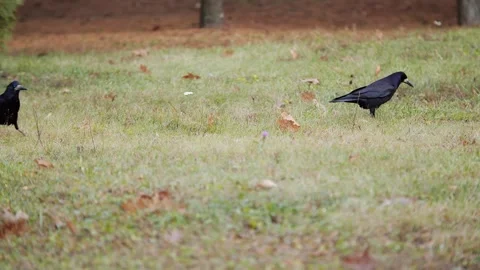 Rook strolling through a sunlit autumn field with fallen leaves, capturing the Stock Footage 296847859