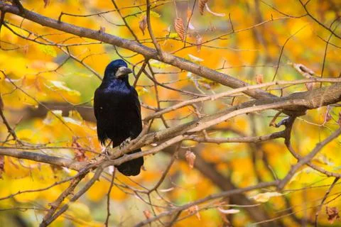 Rook on the tree branch Stock Photos