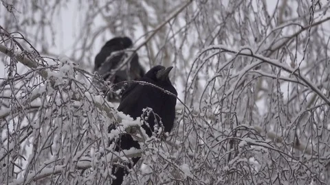The rook on the tree eating snow, winter Stock Footage 74362461