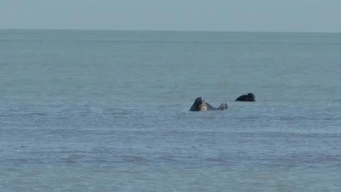 Rookery of Caspian seals Vidéo 260218740