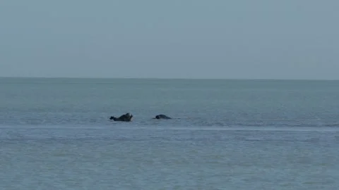 Rookery of Caspian seals Vidéo 260218741