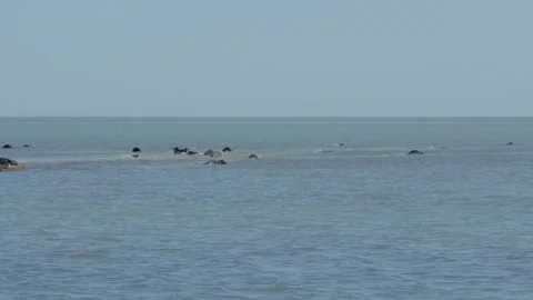 Rookery of Caspian seals Vidéo 260218817