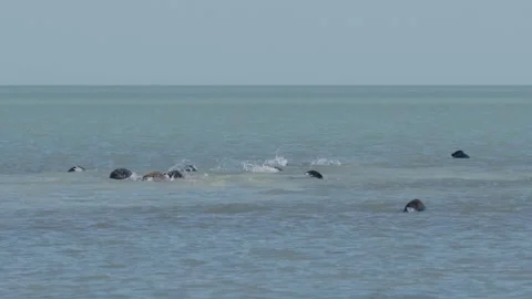 Rookery of Caspian seals Vidéo 260218831