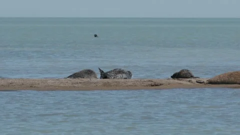 Rookery of Caspian seals Vidéo 260218834
