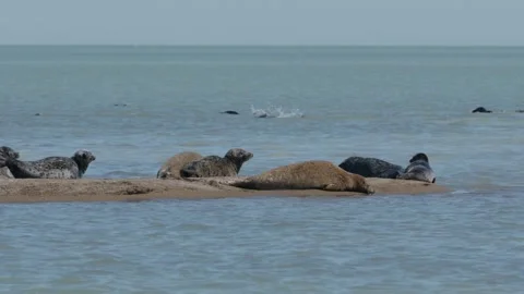Rookery of Caspian seals Vidéo 260218839