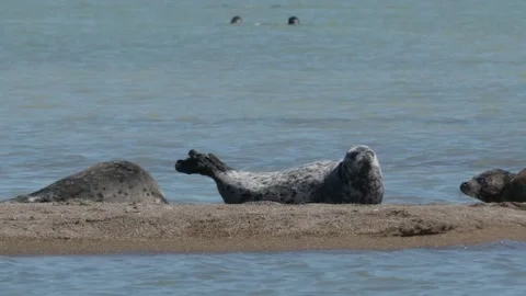 Rookery of Caspian seals Vidéo 260218916