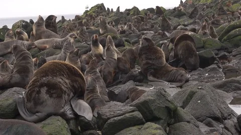 Rookery Stock Footage 80032571