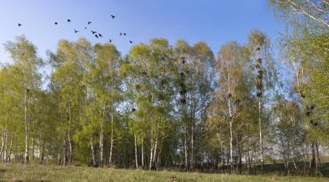 Rookery Foto stock