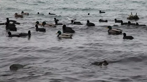 Rookery in the surf Stock Footage 60563671