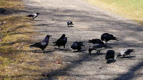 Rooks and crows gathered on the road. Video stock 152156974