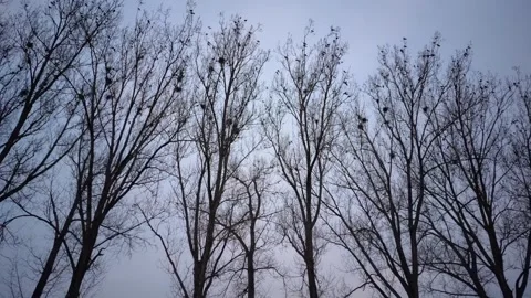 Rooks and their nests in the trees by the river. Stock Footage 271596997