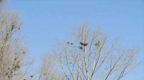 Rooks are back again Stock Footage 37311763