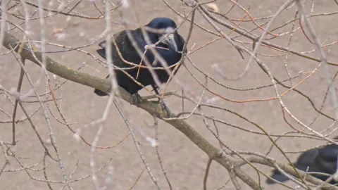 Rooks black birds on tree branches in autumn Video stock 248249418