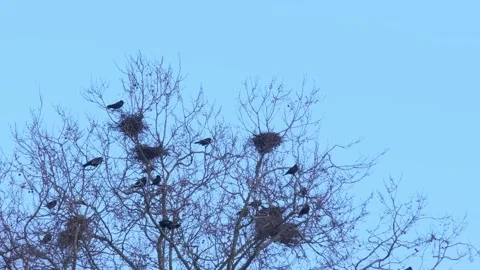 Rooks builds nest from branches on tree in early spring, nesting behavior o.. Video stock 271207896