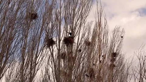 Rooks Calling and Nesting in Spring Trees – Crow Behavior with Sounds. Crows  Stock Footage 306397992