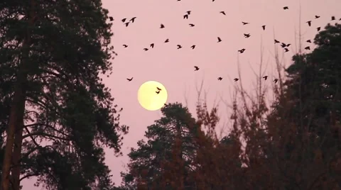 Rooks flying on the background of the full moon Stock Footage 63455272