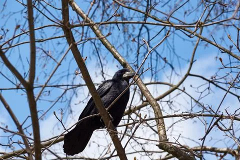 The rooks have returned to their native places, they are timid and cautious. Stock Photos