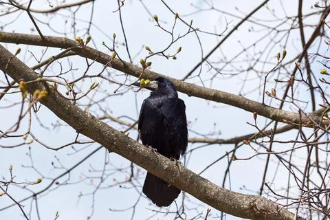 The rooks have returned to their native places, they are timid and cautious. Stock Photos