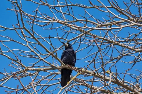 The rooks have returned to their native places, they are timid and cautious. Stock Photos