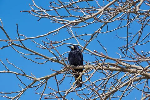 The rooks have returned to their native places, they are timid and cautious. Stock-Fotos