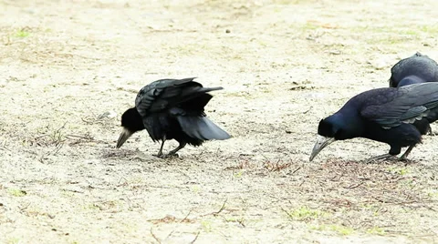 Rooks looking for food on the ground ( Corvus frugilegus) Stock Footage 33705185